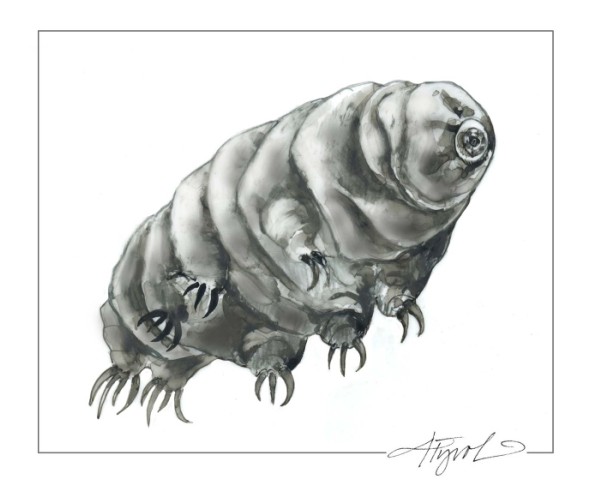 The Incredible Resilience of Water Bears