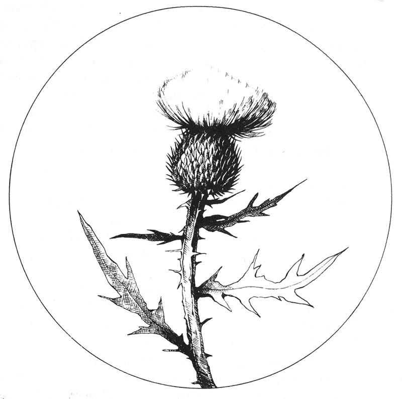 Thank a Thistle thumbnail