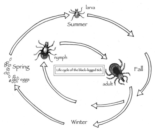 Dry Weather May Mean Less Lyme Disease