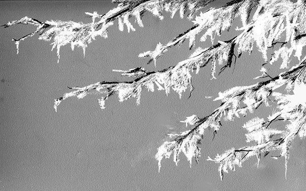 Trees and Ice thumbnail