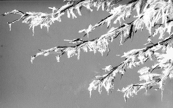 Trees and Ice