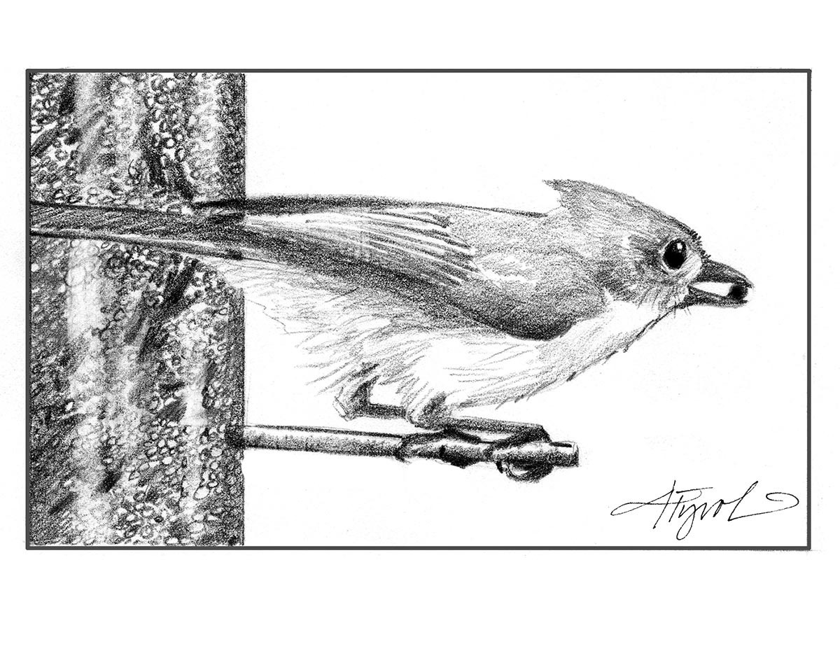 Tufted Titmice Flock to Feeders thumbnail