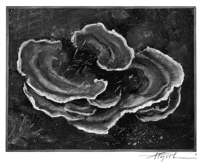 Turkey Tail Fungus | The Outside Story