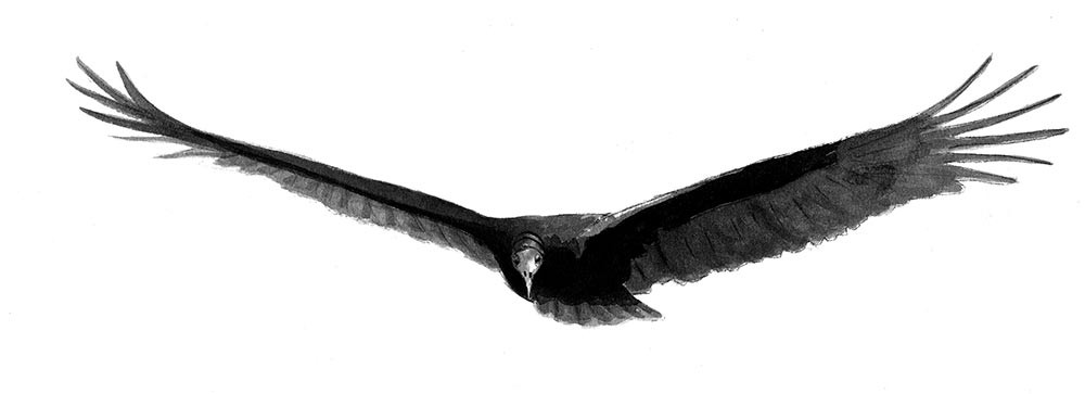 Turkey Vultures thumbnail