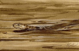 TOS_Water_Snake_web.jpg thumbnail
