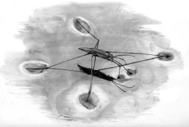 TOS_water_strider_web.jpg thumbnail