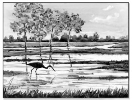 Wetlands thumbnail