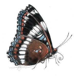 White Admirals Winging Through the Woods thumbnail