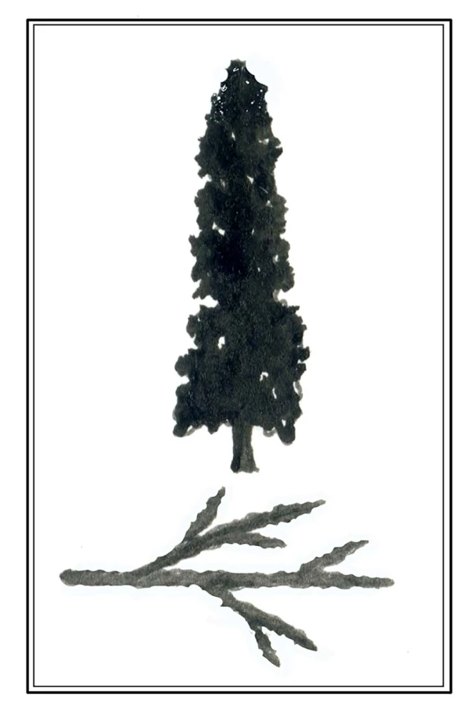 tos_white_cedar_web.jpg
