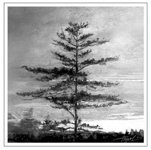 Eastern White Pine: The Northeast’s Tallest Conifer thumbnail