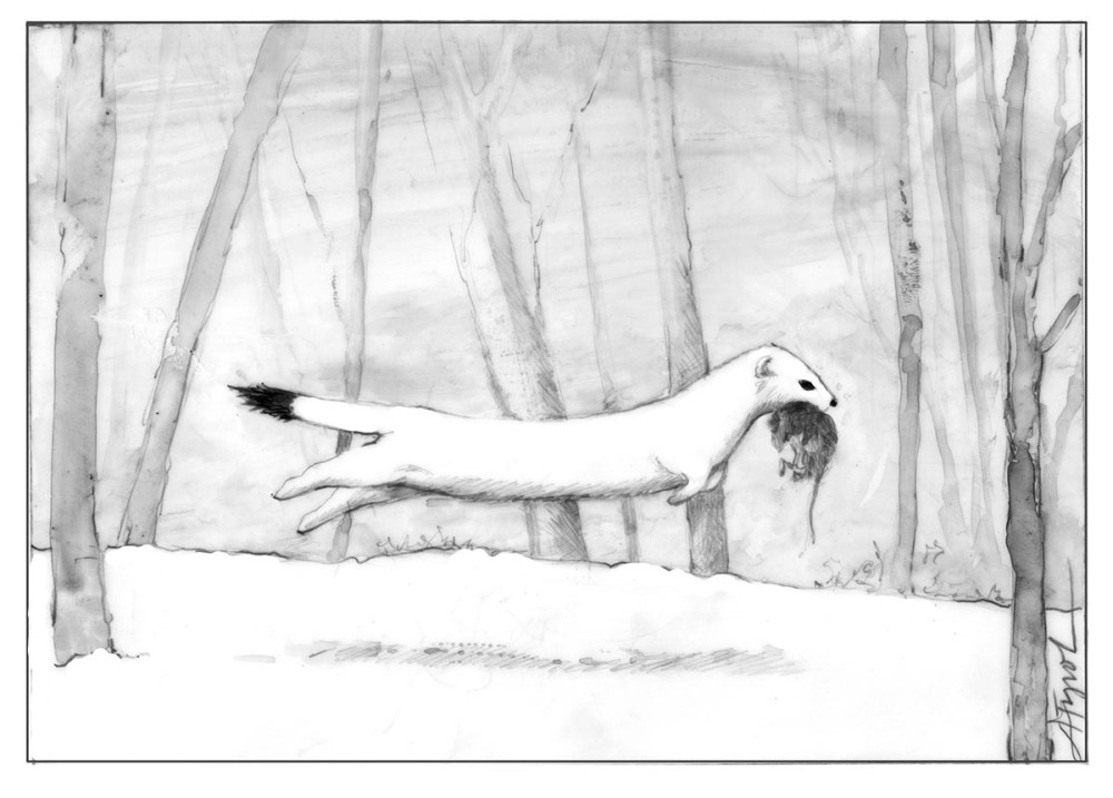 Winter Weasels – White on White thumbnail