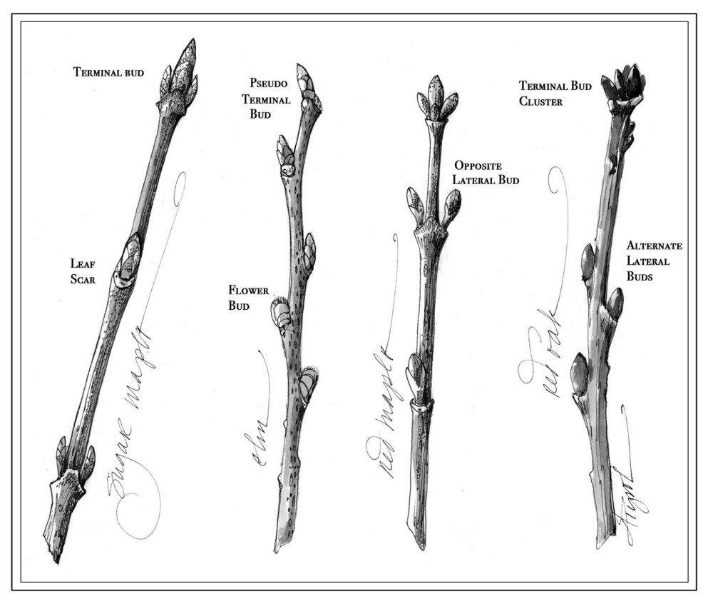 Winter Buds: Tiny Packages of Potential thumbnail