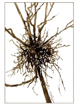 TOS_Witches_broom_web.jpg thumbnail