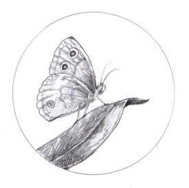 TOS_Wood_Nymph_web.jpg thumbnail