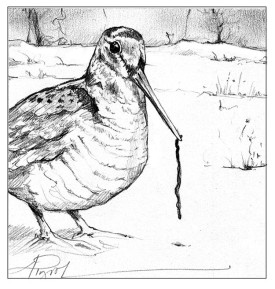 TOS_woodcock_warm_winter_web.jpg thumbnail