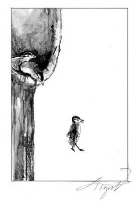 TOS_WoodDuckBabies_web.jpg thumbnail