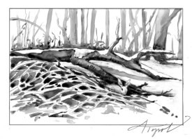 TOS_WoodyDebris_web.jpg thumbnail