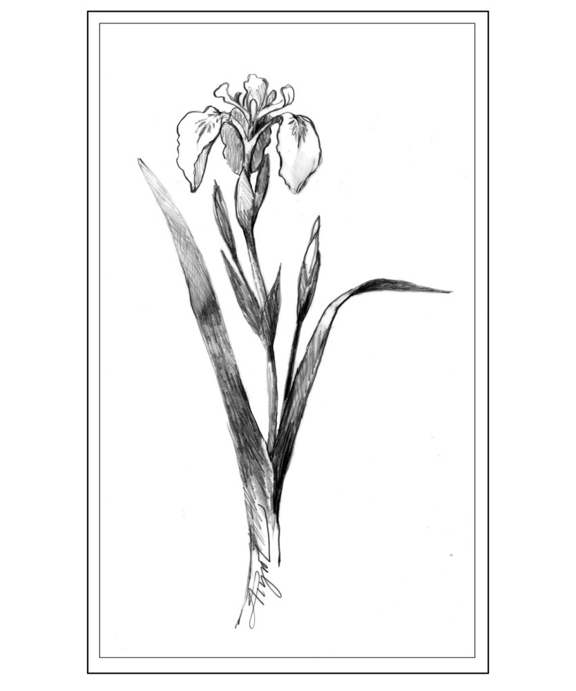 A Tale of Two Irises thumbnail