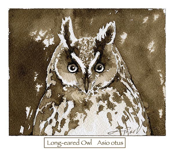 In January, Owl Courtship Begins thumbnail