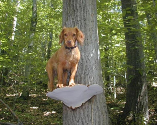 tree-dog-fungus.jpg Image