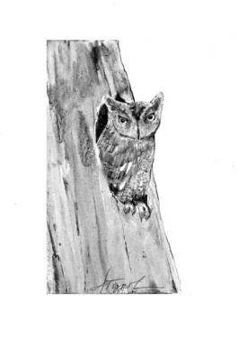 tree_cavity.jpg thumbnail