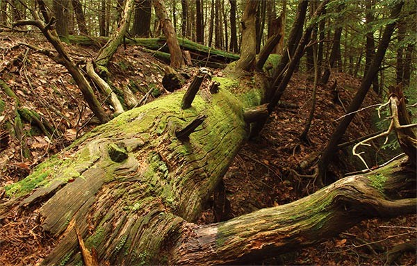 When a Tree Falls in a Forest