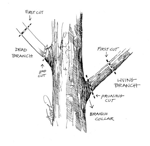 Yard Tree Management thumbnail