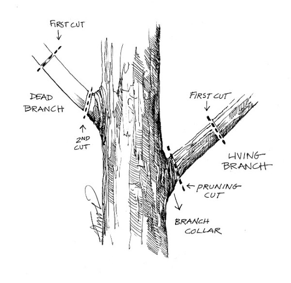 Yard Tree Management