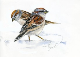 Tree sparrows thumbnail