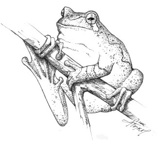 treefrog.jpg