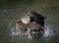 Ducks, Beautiful Ducks: A Portfolio of Pintails, Woodies, and Butterballs Photo: Tom Reichner