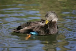 Ducks, Beautiful Ducks: A Portfolio of Pintails, Woodies, and Butterballs Photo: Tom Reichner