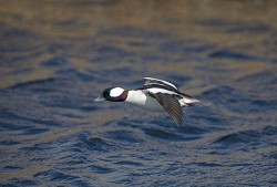 Ducks, Beautiful Ducks: A Portfolio of Pintails, Woodies, and Butterballs Photo: Tom Reichner