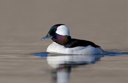 Ducks, Beautiful Ducks: A Portfolio of Pintails, Woodies, and Butterballs Photo: Tom Reichner