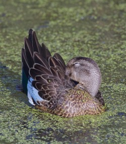 Ducks, Beautiful Ducks: A Portfolio of Pintails, Woodies, and Butterballs Photo: Tom Reichner