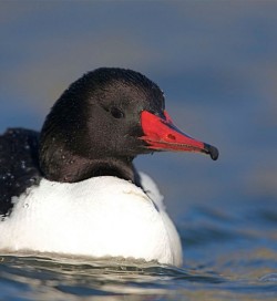 Ducks, Beautiful Ducks: A Portfolio of Pintails, Woodies, and Butterballs Photo: Tom Reichner