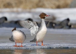 Ducks, Beautiful Ducks: A Portfolio of Pintails, Woodies, and Butterballs Photo: Tom Reichner