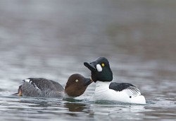 Ducks, Beautiful Ducks: A Portfolio of Pintails, Woodies, and Butterballs Photo: Tom Reichner