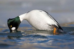 Ducks, Beautiful Ducks: A Portfolio of Pintails, Woodies, and Butterballs Photo: Tom Reichner