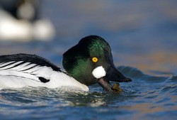 Ducks, Beautiful Ducks: A Portfolio of Pintails, Woodies, and Butterballs Photo: Tom Reichner