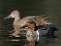 Ducks, Beautiful Ducks: A Portfolio of Pintails, Woodies, and Butterballs Photo: Tom Reichner