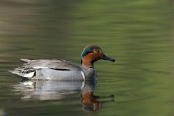 Ducks, Beautiful Ducks: A Portfolio of Pintails, Woodies, and Butterballs Photo: Tom Reichner