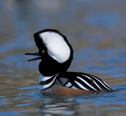 TReichnerHoodMerganser1_800.jpg