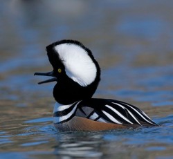 Ducks, Beautiful Ducks: A Portfolio of Pintails, Woodies, and Butterballs Photo: Tom Reichner