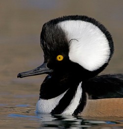 Ducks, Beautiful Ducks: A Portfolio of Pintails, Woodies, and Butterballs Photo: Tom Reichner