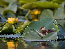 Ducks, Beautiful Ducks: A Portfolio of Pintails, Woodies, and Butterballs Photo: Tom Reichner