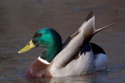 TReichnerMallard6_800.jpg