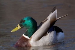 Ducks, Beautiful Ducks: A Portfolio of Pintails, Woodies, and Butterballs Photo: Tom Reichner