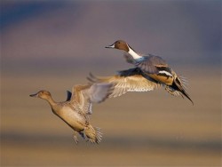 Ducks, Beautiful Ducks: A Portfolio of Pintails, Woodies, and Butterballs Photo: Tom Reichner