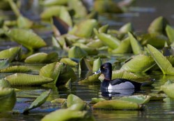 Ducks, Beautiful Ducks: A Portfolio of Pintails, Woodies, and Butterballs Photo: Tom Reichner